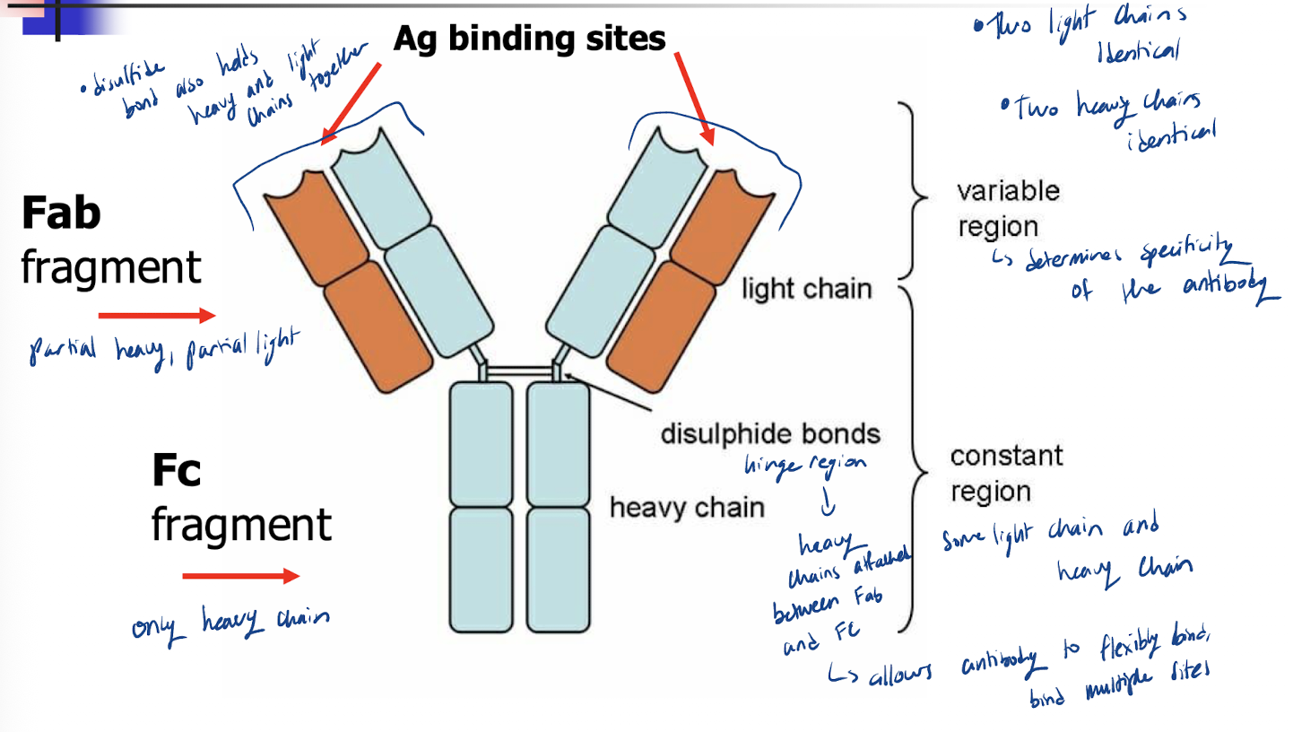 <p>heavy chain regions w/ disulfide bonds</p><p>allows the two Fabs to adopt a variety of spatial configurations→ Ab can bind Ag tightly w/ both Fabs even when spaced apart</p>