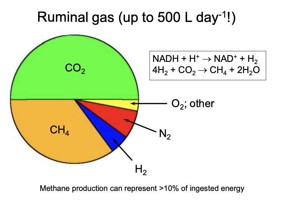 <p>R<strong>eactions make a considerable amount of ruminal gas</strong></p><ul><li><p>150-200 L per day→ average cow</p></li><li><p>500 L per day→ lactating</p></li></ul><ol><li><p>50% CO2→ from the bicarbonate buffering of VFA</p></li><li><p>35% CH4</p></li><li><p>7% N2</p></li><li><p>5% H2</p></li><li><p>Trace O2</p></li></ol><p></p>