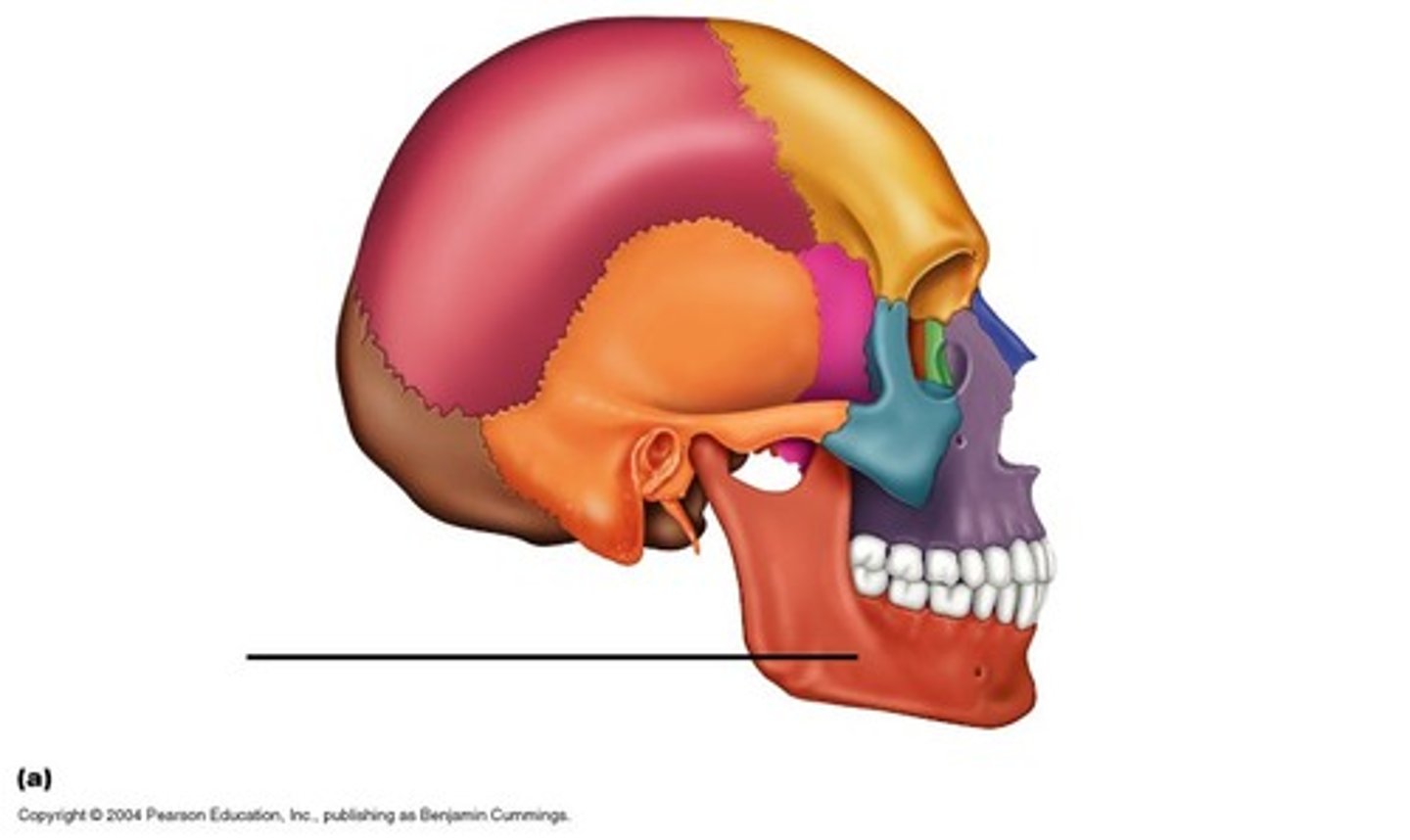 <p>ID bone at arrow</p>