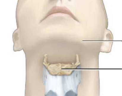<p><span style="background-color: transparent; font-family: "EB Garamond", serif;"><span>a U-shaped bone located at the base of the tongue, and it serves as a support for the tongue and its associated muscles.</span></span></p>