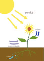 <p>The exchange of materials and gases with the environment to obtain energy and raw materials needed for growth and survival.</p>