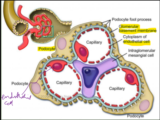 <p>Each nephron begins with a blind expansion that is invaginated by a cluster of capillaries known as <span style="color: purple;">glomerulus</span></p><p></p><p>The glomerulus is a complex web of capillaries <span style="color: purple;">derived from the afferent arteriole</span></p><p></p><p>Glomeruli can be located in the <span style="color: purple;">cortex of the kidney</span> or the <span style="color: purple;">corticomedullary junction</span></p><p></p><p>The glomerulus filters blood to produce a fluid, called <span style="color: purple;">filtrate</span></p><p></p><p>The major structures of the glomerular filtration barrier include: <span style="color: purple;">endothelium/pores, glomerular basement membrane (basal lamina), and podocytes</span></p><p></p><p>The glomerular <span style="color: purple;">endothelial </span>cells are <span style="color: purple;">fenestrated</span></p><p></p><p>Another important feature of the endothelial cell is the <span style="color: purple;"><strong>glycocalyx</strong></span>, which covers the <span style="color: purple;">luminal surface </span>of the cell - for a s<span style="color: purple;">trong and functional vascular endothelium</span></p><p></p><p>Filtering out<span style="color: purple;"> negatively charged </span>molecules, <span style="color: purple;">leukocytes, red blood cells, platelets and larger proteins</span></p><p></p><p>The<span style="color: purple;"> glomerular basement membran</span>e is a product of the <span style="color: purple;">fusion of the basement membrane</span> produced<span style="color: purple;"> by endothelial cells and podocytes</span></p>
