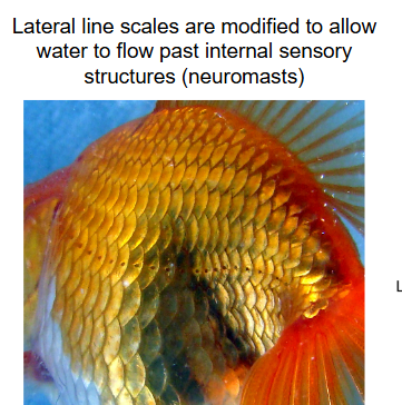 <p><span style="background-color: transparent;">Lateral line scales are modified to allow water to flow past internal sensory structures (neuromasts)</span></p>