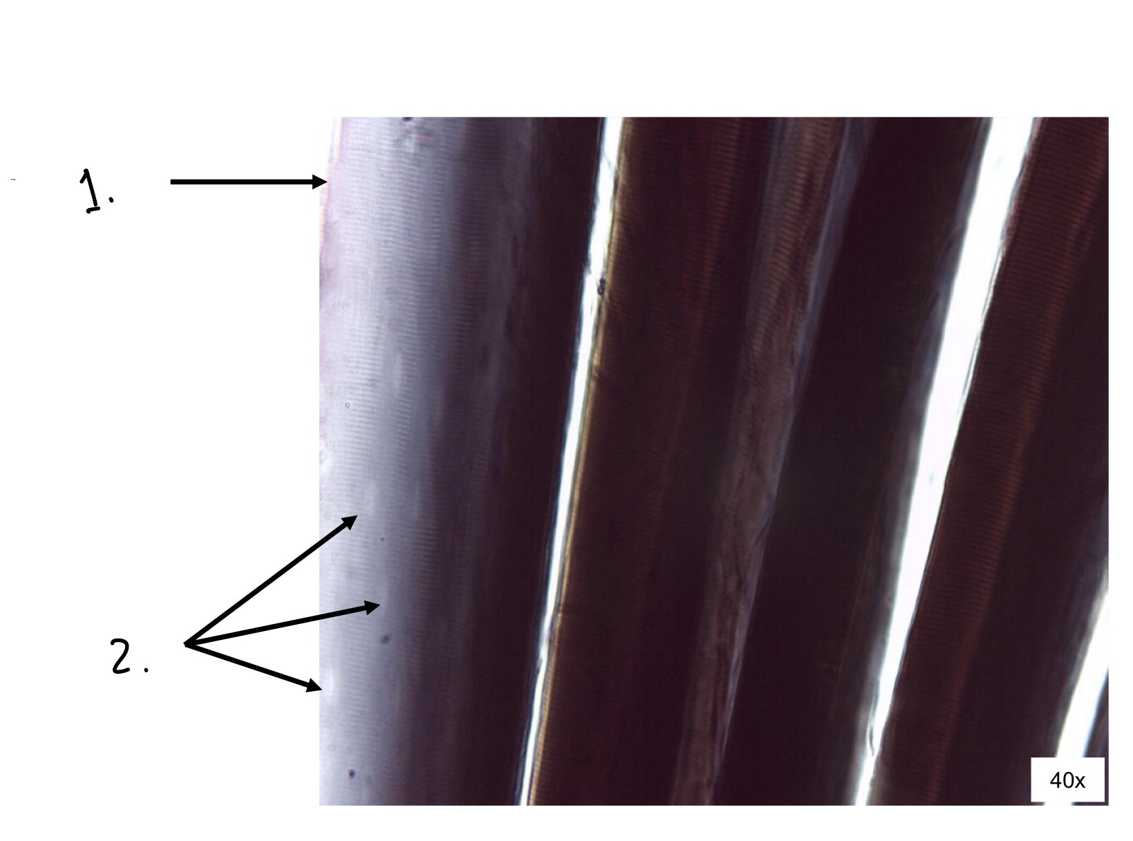 term image