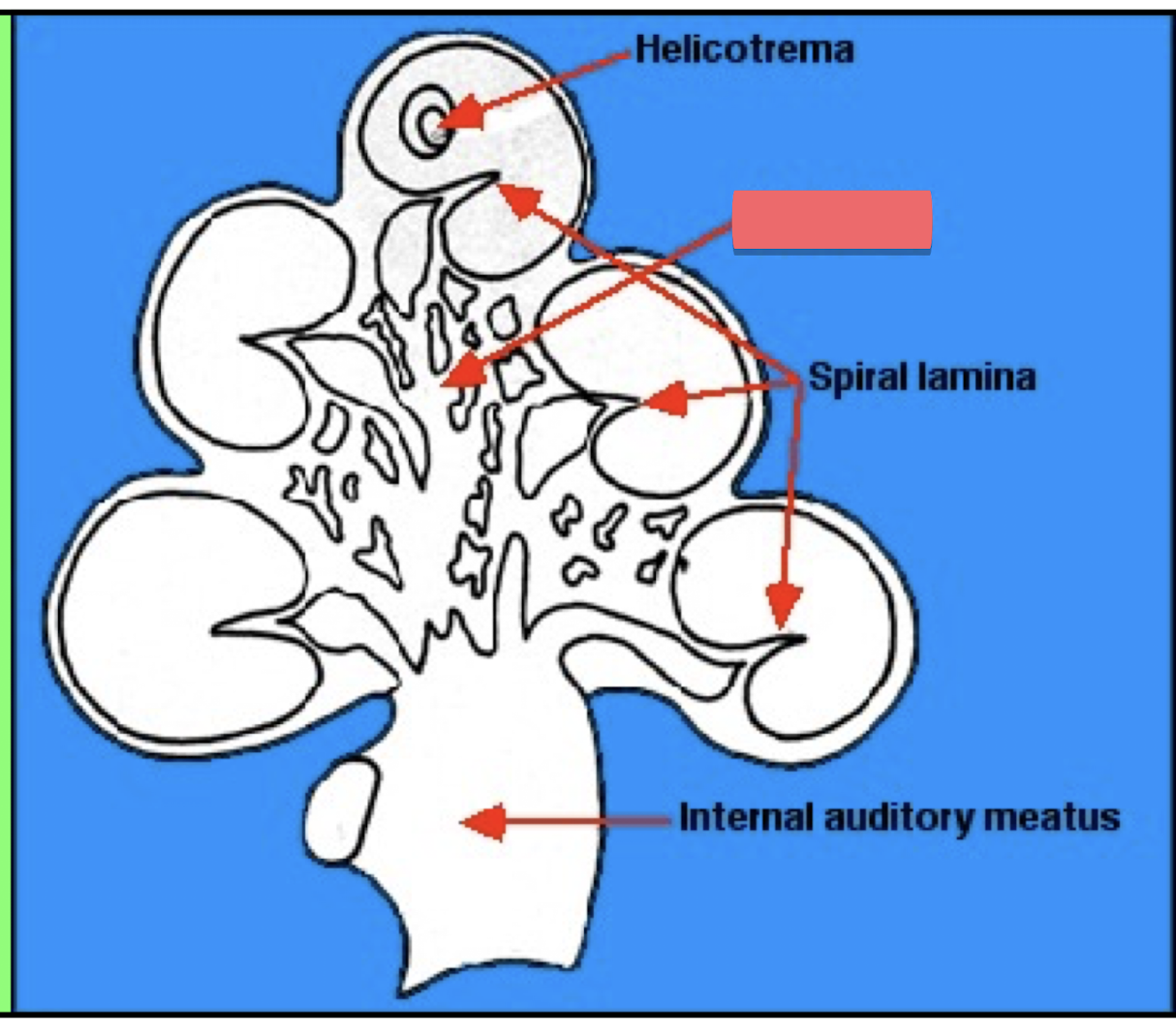 <p>center pillar in cochlea</p>