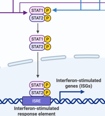<p>interferon stimulated response element</p>