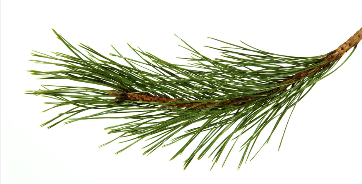 <p>Pinus leaf traits</p>