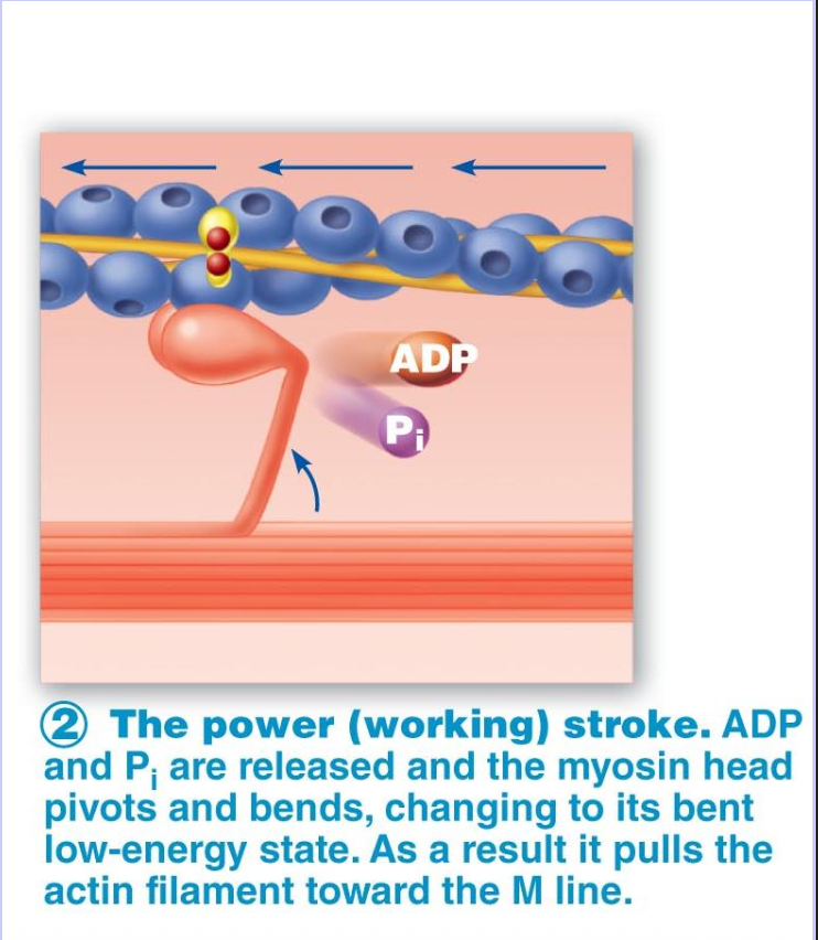 <ol><li><p>Myosin head moves, pulling actin </p></li><li><p>Myosin releases ADP &amp; phosphate (P<sub>i</sub>)</p></li></ol><p></p>