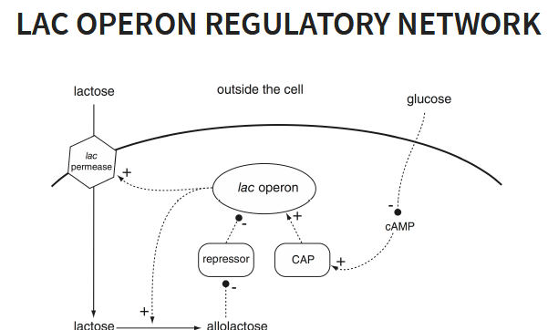<p><strong>Lac Operon Regulation &amp; Glucose Dependence</strong></p><ul><li><p><strong>Dual Control Requirement:</strong> High-level transcription of the <em>Lac</em> operon requires <strong>both</strong> the absence of glucose and the presence of lactose.</p></li><li><p><strong>Negative Inducible Regulation (Lactose Sensing):</strong></p><ul><li><p><strong>Off State:</strong> A repressor protein remains bound to the <em>Lac</em> operon, preventing transcription.</p></li><li><p><strong>On State:</strong> When present, lactose binds to the repressor, inducing a conformational change that causes it to detach from the operon and permit transcription.</p></li><li><p><strong>Positive Autoregulation:</strong> Products of the <em>Lac</em> operon import additional lactose into the cell, further stimulating transcription.</p></li></ul></li><li><p><strong>Positive Repressible Regulation (Glucose Sensing):</strong></p><ul><li><p><strong>CAP Activator:</strong> Catabolite Activator Protein (CAP) must form a complex with cAMP (<span style="font-family: KaTeX_Main, "Times New Roman", serif; line-height: 1.2; font-size: 1.21em;">cAMP-CAP</span>) to bind the <em>Lac</em> operon and act as a promoter.</p></li><li><p><strong>Glucose Suppression:</strong> Glucose lowers intracellular cAMP levels, preventing <span style="font-family: KaTeX_Main, "Times New Roman", serif; line-height: 1.2; font-size: 1.21em;">cAMP-CAP</span> complex formation.</p></li><li><p><strong>Result:</strong> Without the <span style="font-family: KaTeX_Main, "Times New Roman", serif; line-height: 1.2; font-size: 1.21em;">cAMP-CAP</span> complex bound to the operon, transcription remains suppressed even if lactose is available.</p></li></ul></li></ul><p></p>