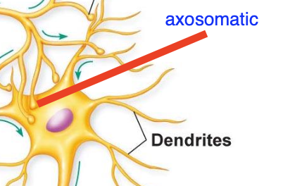 <p>Synapse onto a cell body</p>