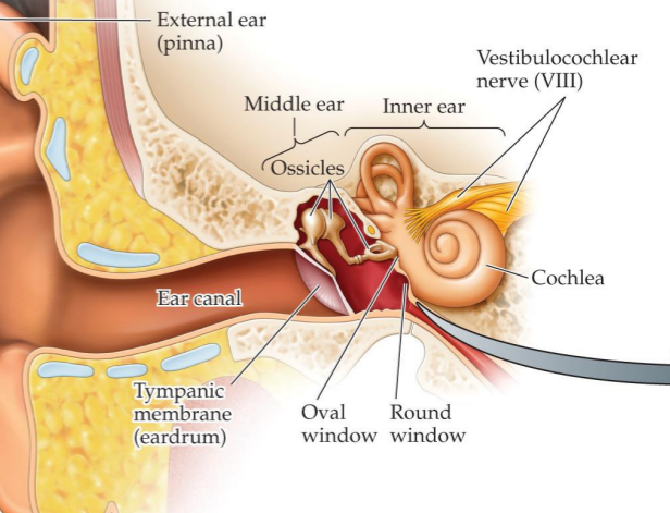 <ul><li><p>ear drum</p></li><li><p>beginning of middle ear</p></li><li><p>concentrates sound energies </p></li><li><p>connected to the oval window by 3 ossicles </p></li></ul><p></p>
