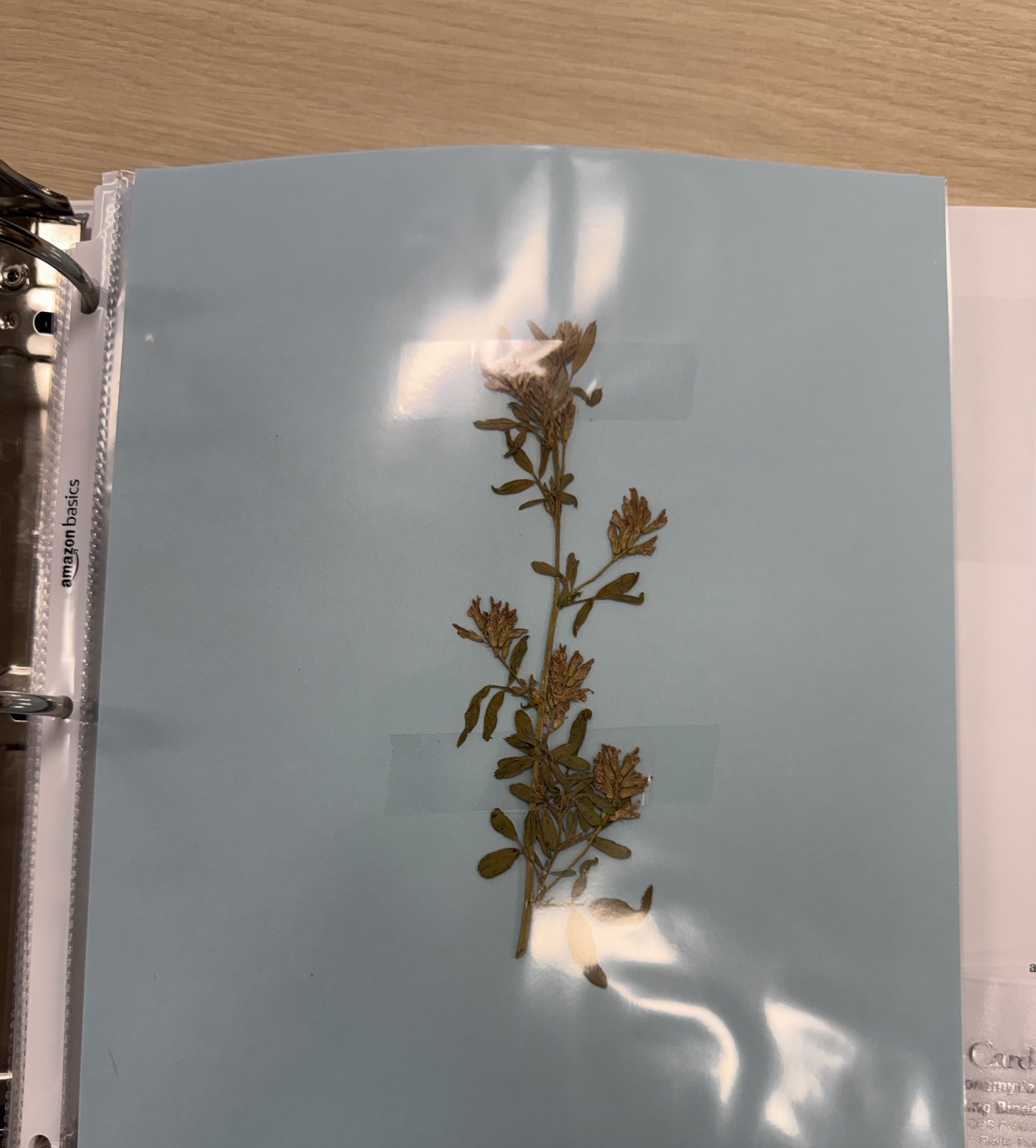 <p>Alfalfa</p>