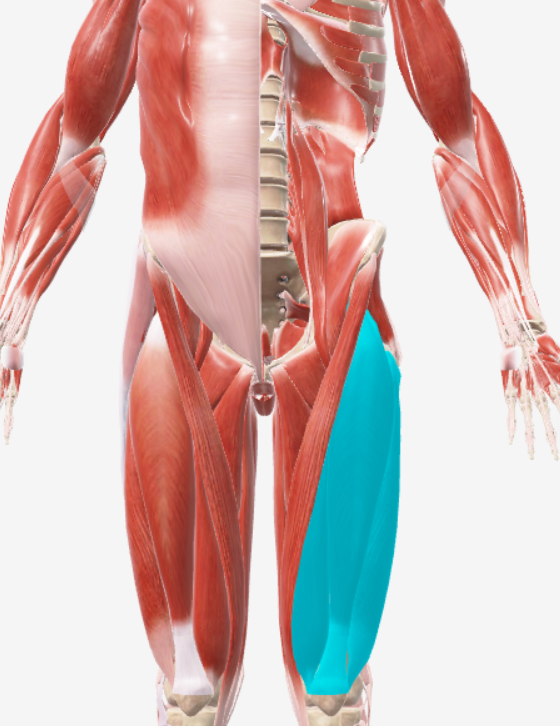 <p>quadriceps</p>