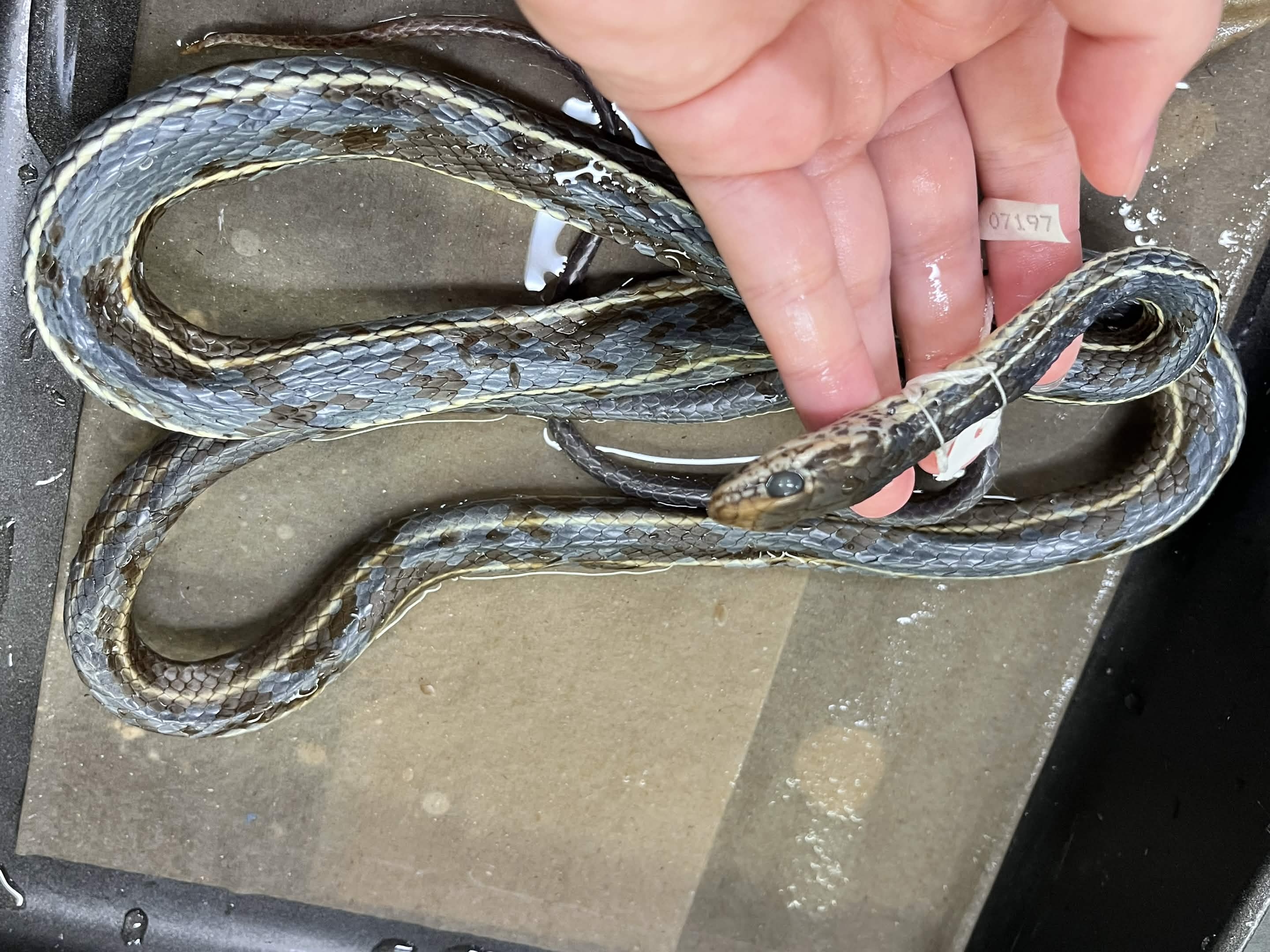 <p>Infraorder + Superfamily + Family + Scientific name?<br>- 2 lateral stripes<br>- no dorsal stripe</p>