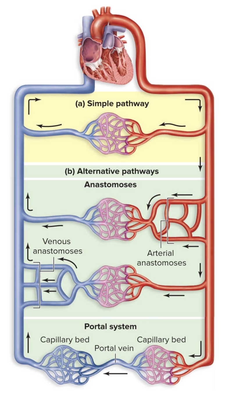 <ul><li><p>End vessel: a simple pathway where one vessel takes blood to a tissue or organ</p></li><li><p>Anatomoses: when two or more vessels converge to take blood to a tissue or organ</p></li></ul><p></p>