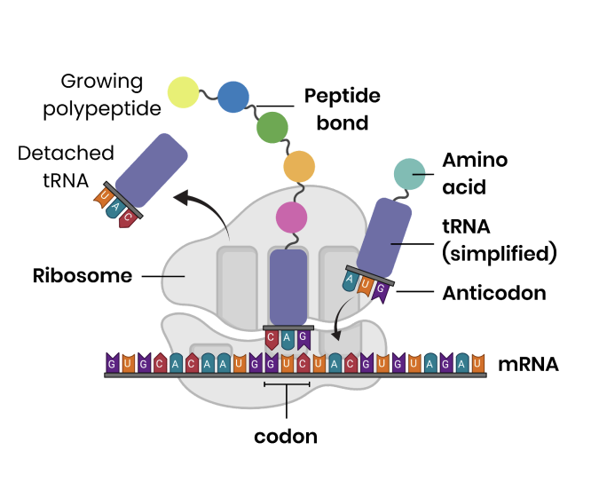 <p>translation process </p>