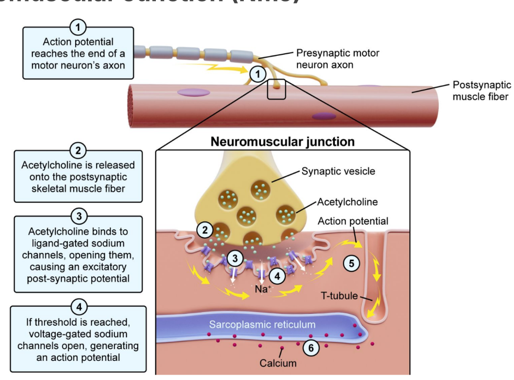 <ul><li><p>NMJ is a connection between a motor neuron and a muscle cell</p></li><li><p>Muscle contraction:</p></li></ul><ol><li><p>Action potential reaches the end of motor neuronʼs axon</p></li><li><p>Acetylcholine (ACh) is released</p></li><li><p>ACh binds to ligand-gated sodium channels; channels open (graded potentials), causing EPSP</p></li><li><p>If threshold is reached, voltage-gated sodium channels open → action potential</p></li></ol><p></p>