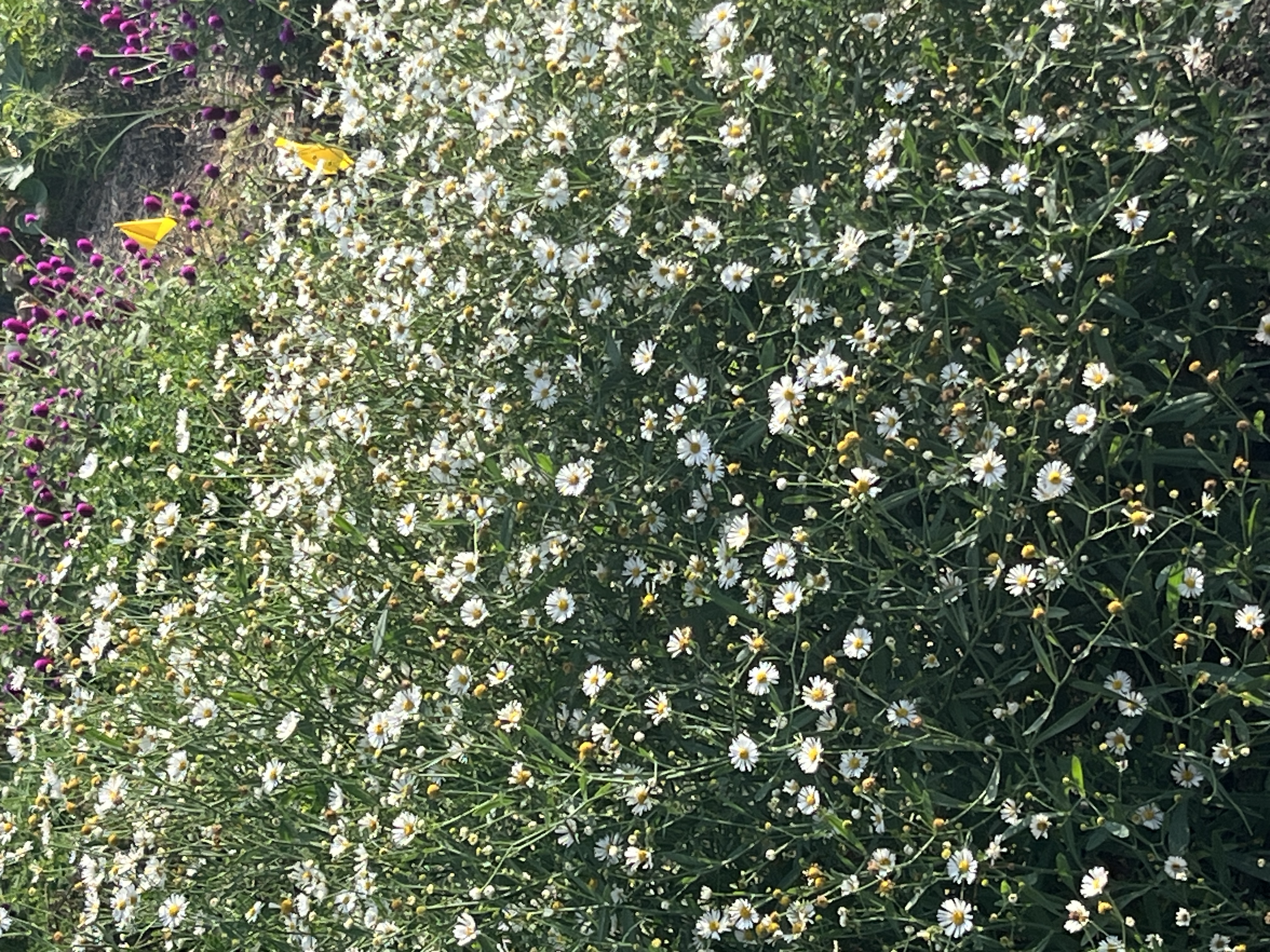 <p>Boltonia asteroides</p>