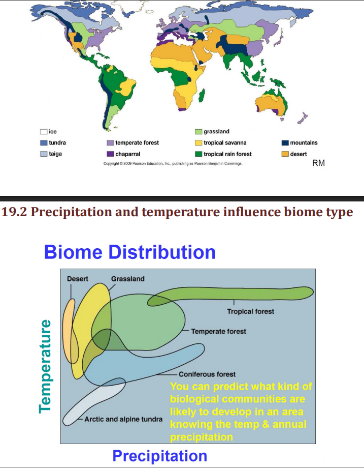 <ul><li><p>a very large ecosystem characterized by a <strong>particular climate, vegetation, &amp; group of species</strong></p></li><li><p>influenced by:<strong> precipitation &amp; temperature</strong></p><ul><li><p>u can predict what kind of biological communities are likely to develop in an area knowing this</p></li></ul></li><li><p>ex. desert</p></li></ul><p></p>