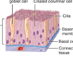 <p>ciliated pseudostratified columnar epithelium </p>