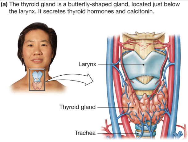 <p>In Fetus and early childhood</p><ul><li><p>Full expression of GH</p></li><li><p>Normal growth</p></li><li><p>Development of neural system</p></li></ul><p>Affect metabolic rates (all ages)</p><ul><li><p>Increases metabolism and heart rate</p></li></ul><p></p>