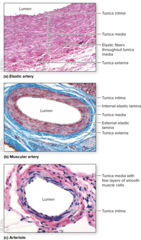 <p>elastic, muscular, arterioles</p>