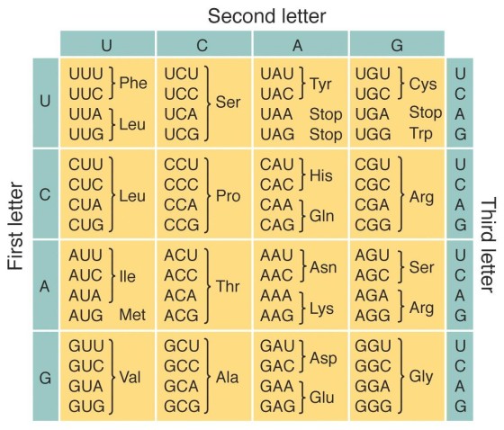 <ol><li><p>Use a genetic code chart (which can be in a circular or tabular format)</p></li><li><p>Match the first, second, and third bases of a codon to determine the amino acid it codes for.</p><ul><li><p>Example: AUG codes for <strong>methionine (met)</strong>; GAA codes for <strong>glutamic acid (Glu</strong></p></li></ul></li></ol><p></p>