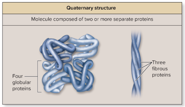 <p>present in proteins with 2 or more polypeptide chains </p><p>ex: hemoglobin</p>