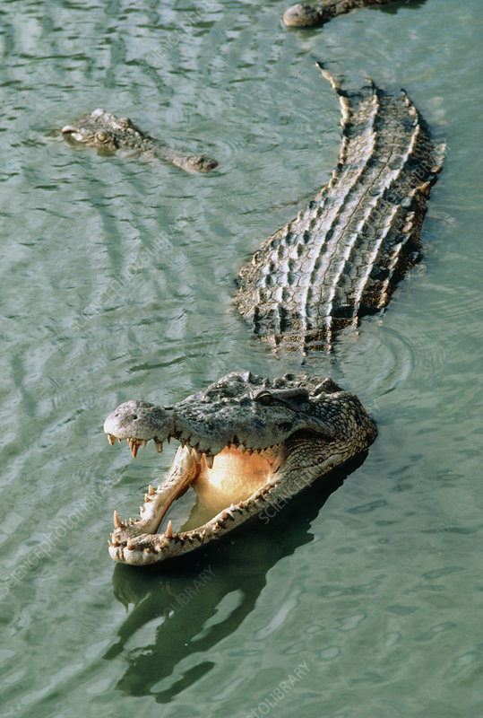 <p>con cá sấu </p>