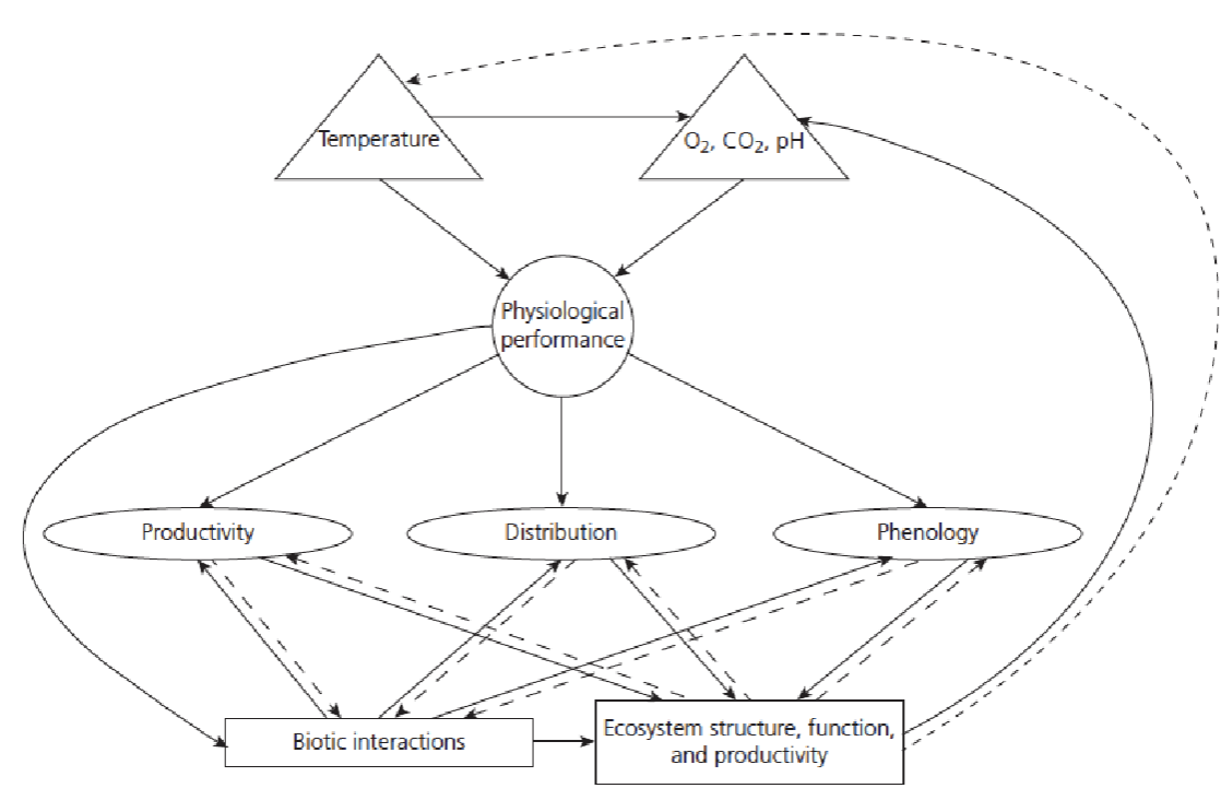 <p>Cause <strong>cascading effects</strong> to productivity, distribution, phenology, interactions, ecosystem structure etc.</p><p>Examples:</p><img src="https://assets.knowt.com/user-attachments/831a38d6-d6a6-4843-bceb-4d229fe6a2be.png" data-width="100%" data-align="center"><p></p>
