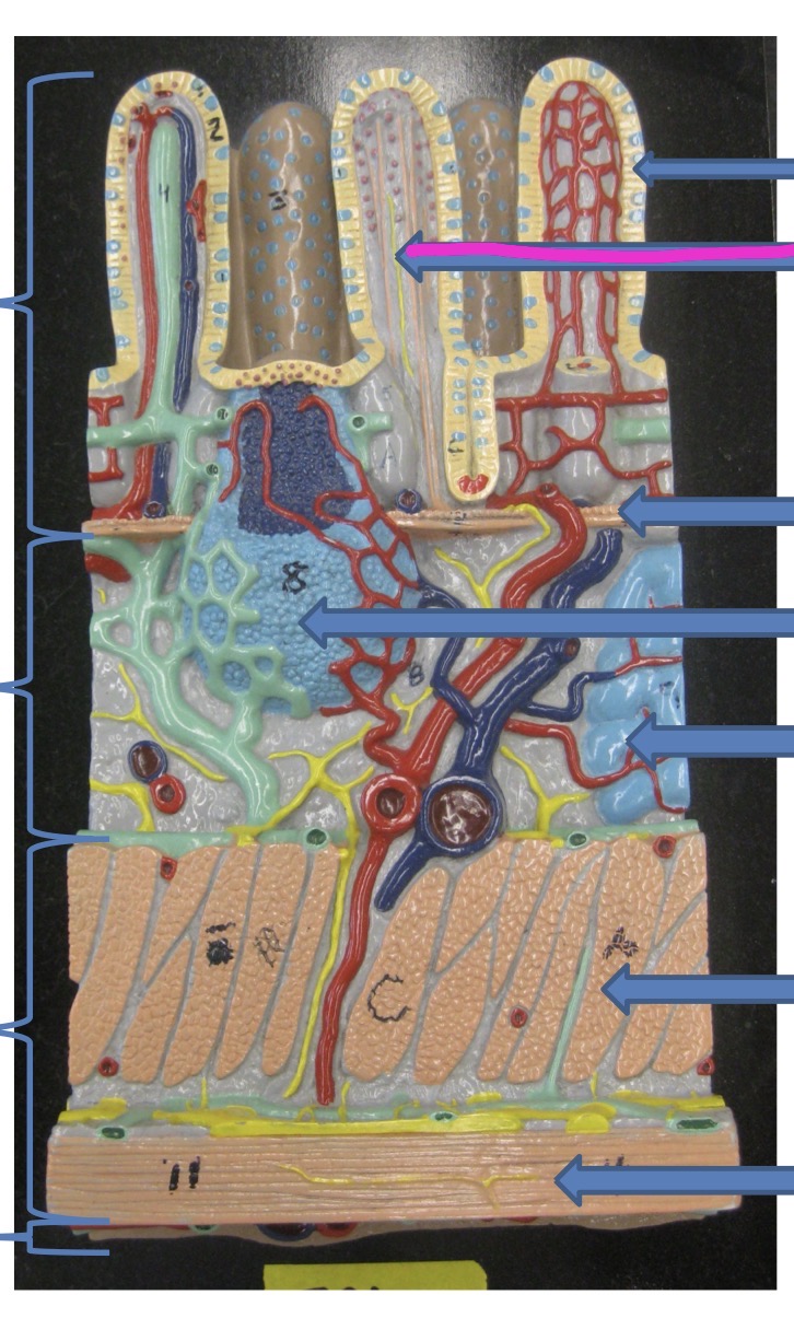 knowt flashcard image