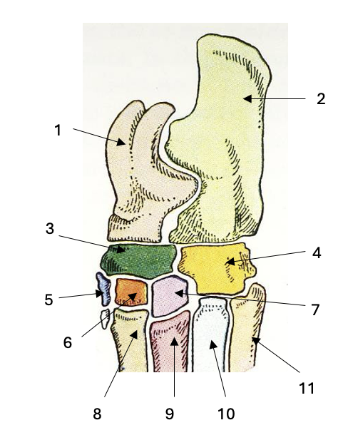 <p>Name the labelled structures</p>