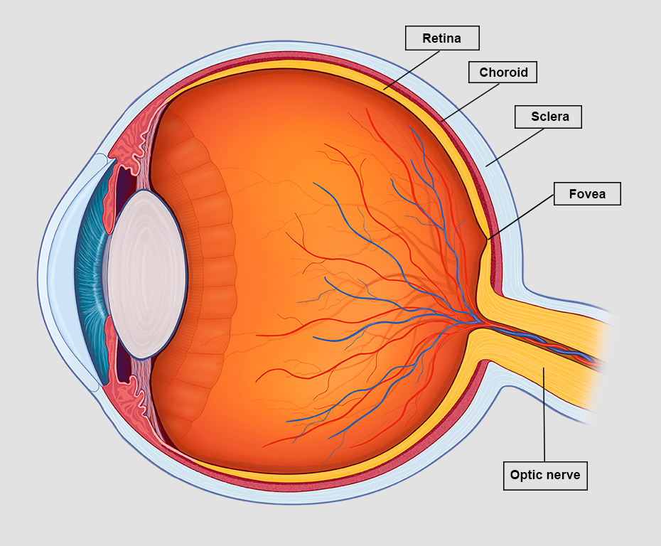 <p>Highly vascular connective tissue supplying blood to eye</p><p>deep to sclera</p>