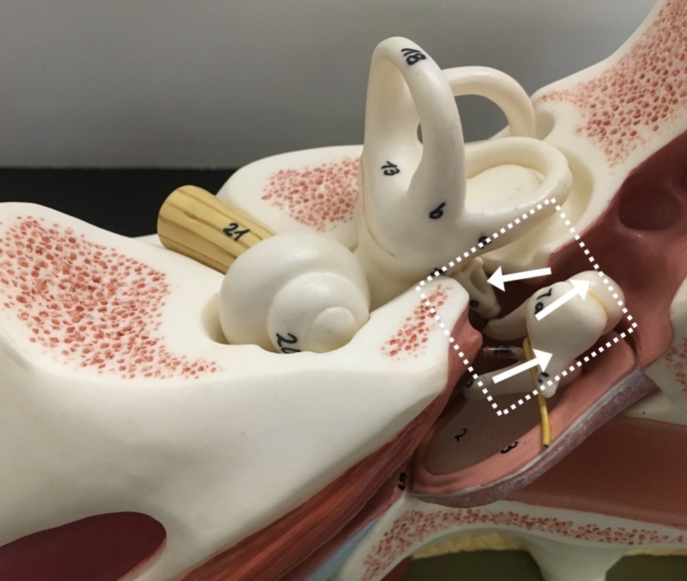 <p>what is <span>the COLLECTIVE/COMBINED name of the three structures (don't name each structure individually)?</span></p>