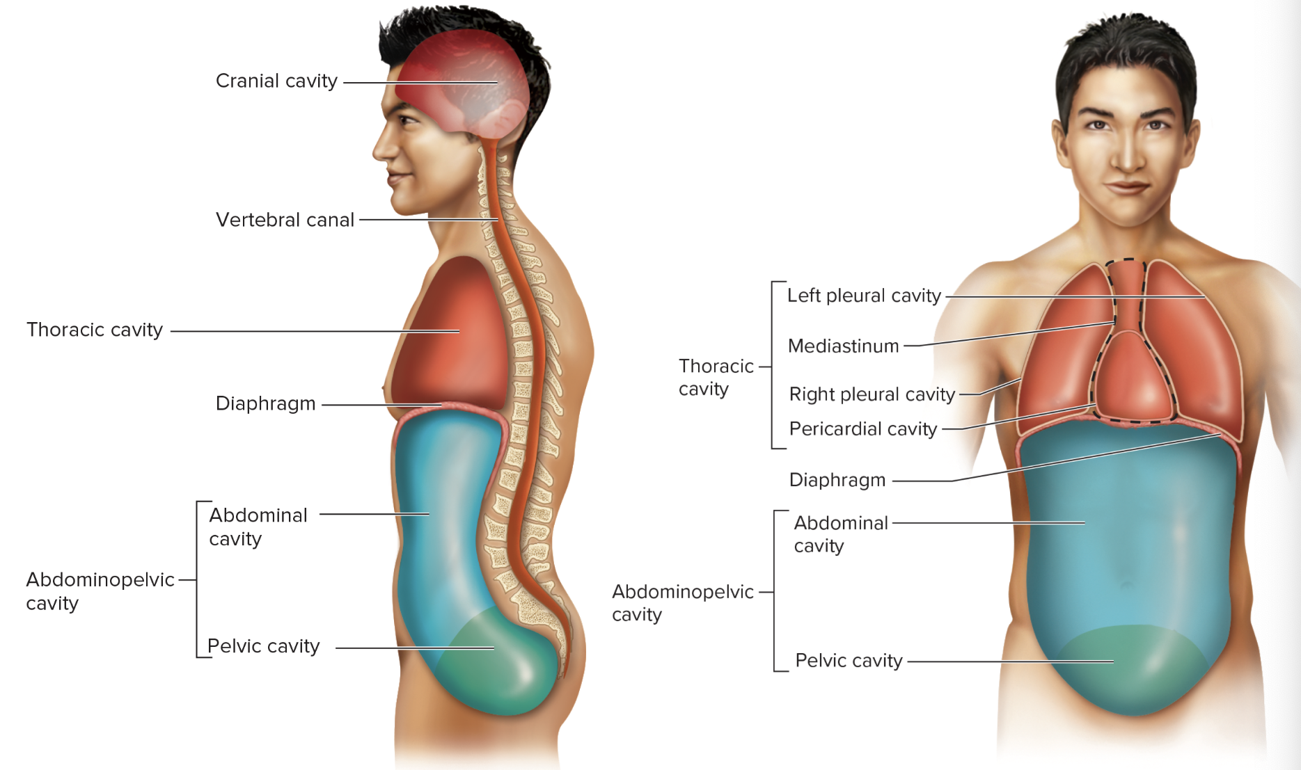 <ol><li><p>Abdominal Cavity</p></li><li><p>Pelvic Cavity</p></li></ol><p></p>