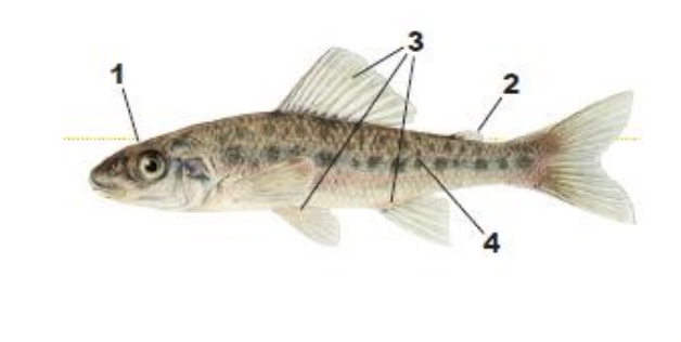 <p>1) large, unscaled head</p><p>2) adipose fin</p><p>3) spines in dorsal, anal, and pelvic fin</p><p>4) rows of 7-12 dusky spots along back, upper side</p>