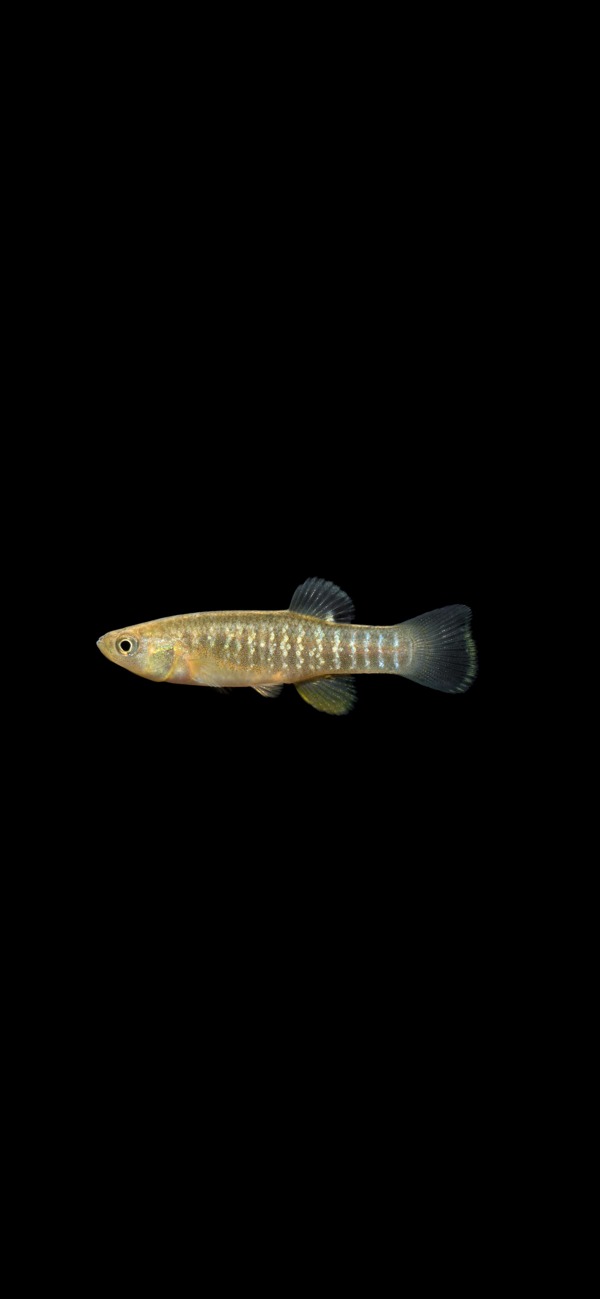 <p><strong>Mummichog</strong></p>