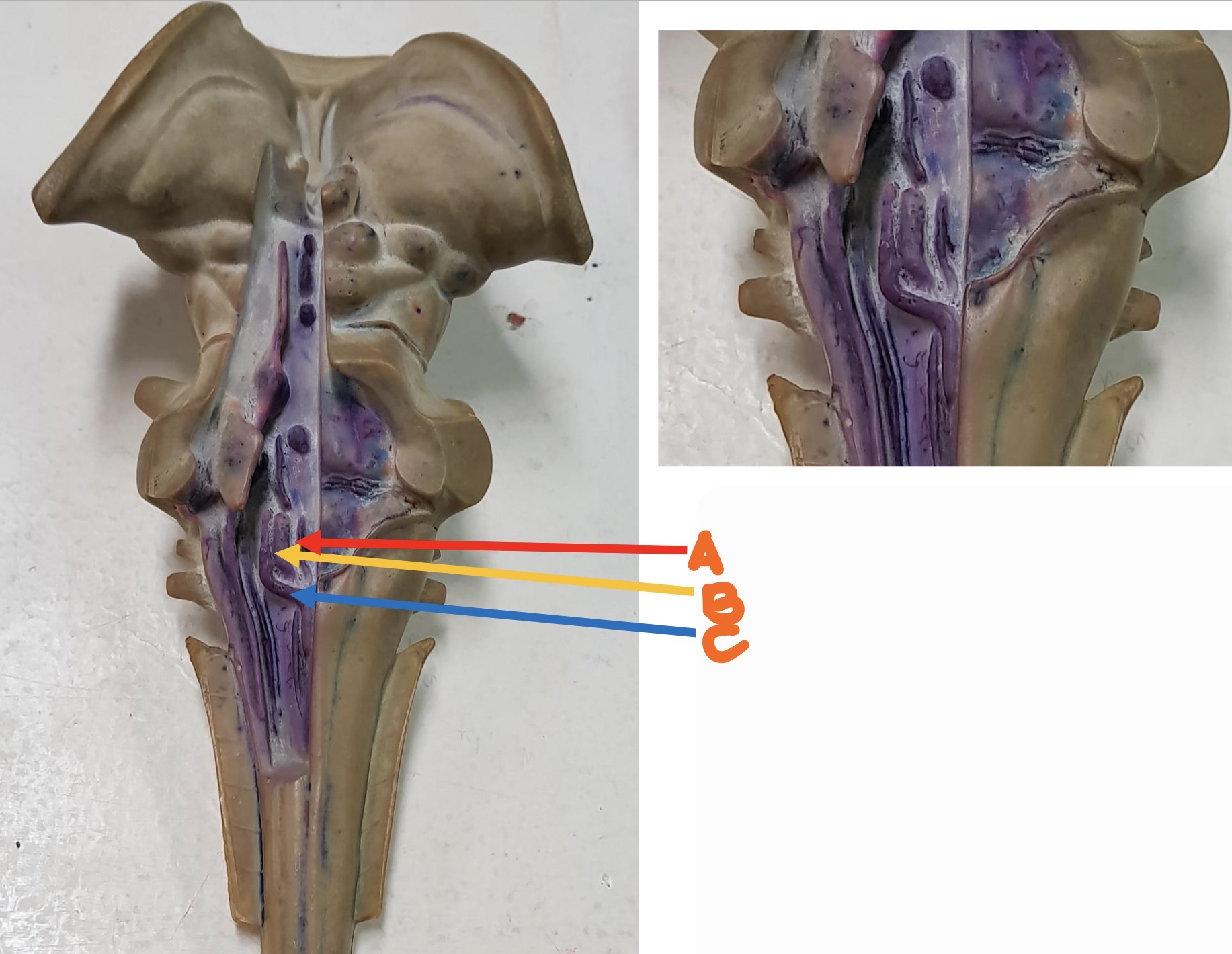 knowt flashcard image