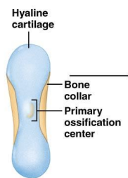 <p><strong>Formation-</strong> What happens in week 9 utero when starting ossification in long bone?</p>
