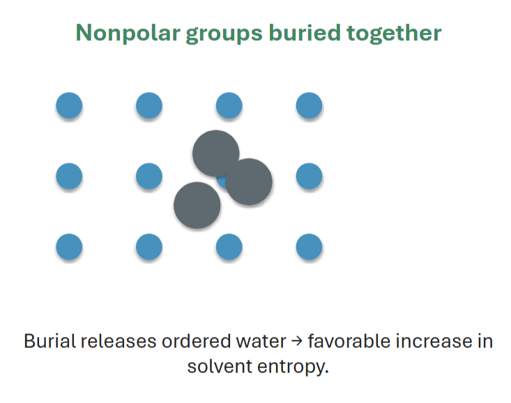 <p>releases ordered water —> increased entropy (more randomness)</p>