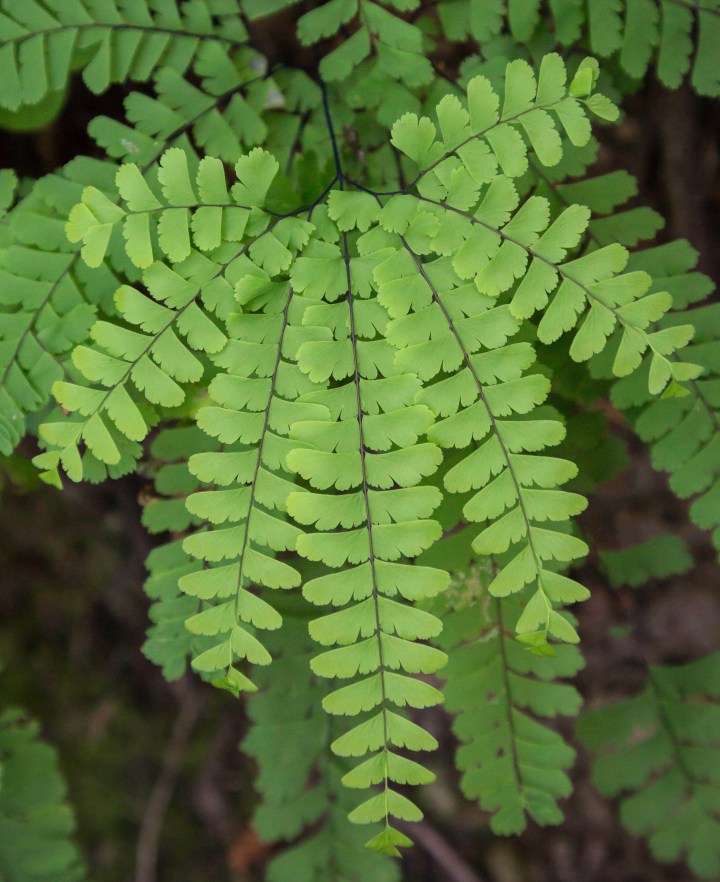 <p>Adiantum pedatum</p>