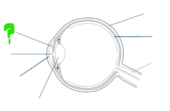 <p>What is this part of the eye?</p>