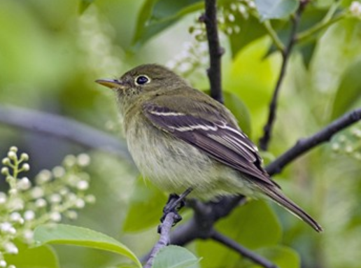 <p>Order: Passeriformes<br>Family: Tyrannidae</p>