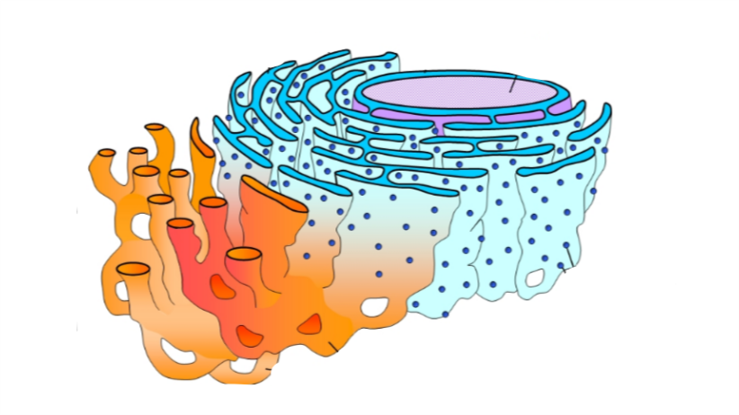 <p>what is the orange stuff? </p>