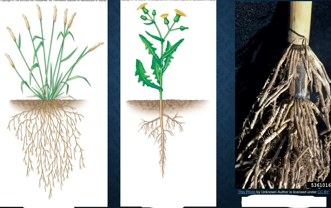 <p>Which roots are these?</p>