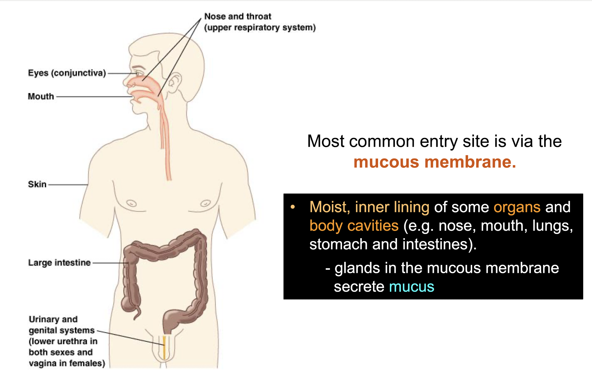 <p><strong>As it is a moist inner lining due to mucus production by goblet cells secreting mucins, where many of the mucosal surfaces are washed by fluids:</strong></p><p>– mucus in the upper respiratory tract and the gut</p><p>– movement of urine in the urinary tract</p><p>Thus bacteria have developed strategies to multiply and cause infection <strong>by fixing its position and becoming established onto the mucus membrane via adhesins / receptor proteins</strong></p>