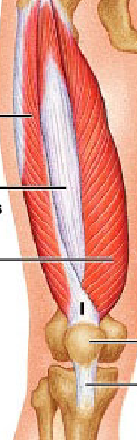 <p>vastus lateralis</p>