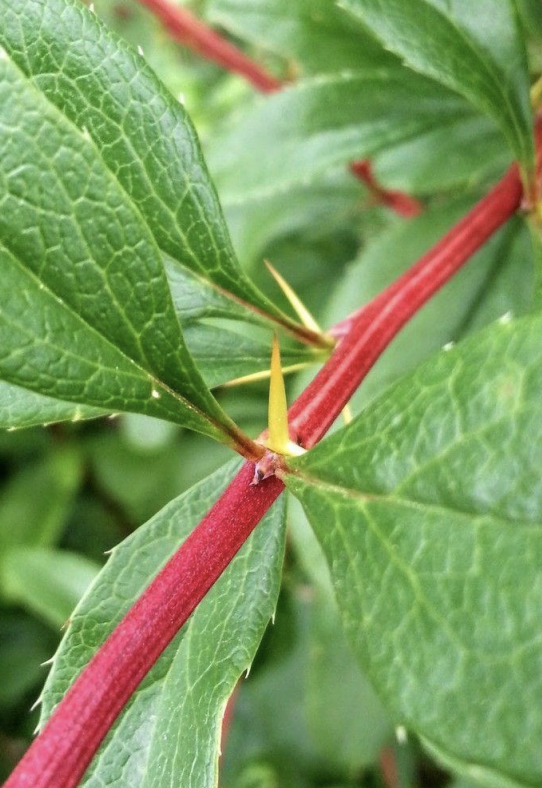 <p>leaf origin (ex: japanese barberry, cactus, black locust)</p>