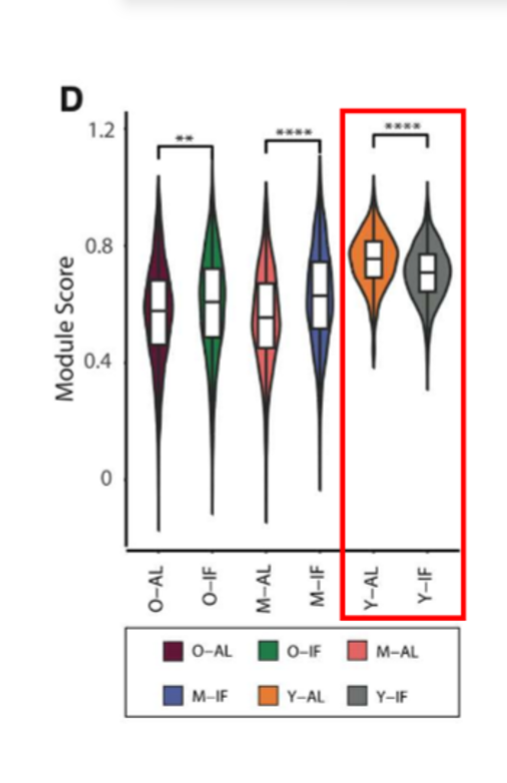 <p>analysis focused on beta cells to determine age and IF dependent transcriptomic responses. the most significant diff bw control and LT IF groups was the beta cell maturation gene set; in old and middle aged mice, beta cell maturation scores were higher after LT IF but they were lower in young mice compared to controls (not grown enough)</p>