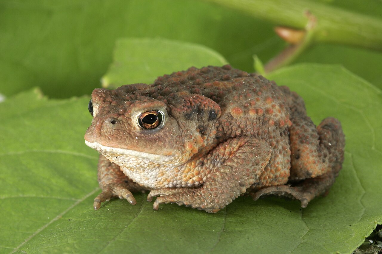 <p><strong>Common Name</strong>: <span style="background-color: transparent;">European toad</span></p><p><strong>Parts Used</strong>: Parotoid glands, skin secretions; dried skin, eggs</p><p><strong>Use/s</strong>: <strong>Antitumor/anticancer</strong>, cardiotonic, analgesic, anti-inflammatory, anesthetic</p><p><strong>Major Metabolites</strong>: <strong>Bufotoxin, bufalin (bufadienolides)</strong>, indole alkaloids</p>